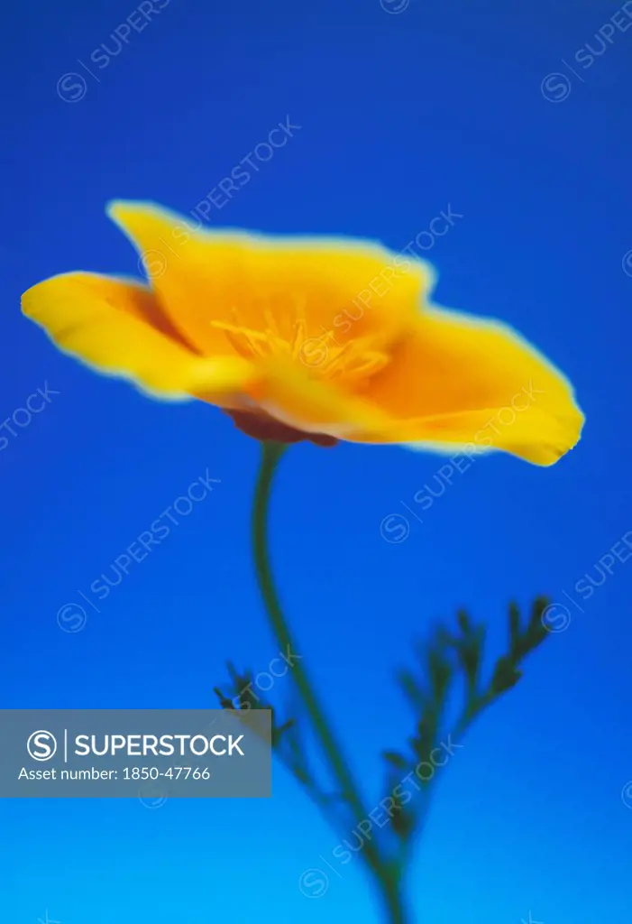 Eschscholzia californica, Poppy, Californian poppy, Orange subject, Blue background.