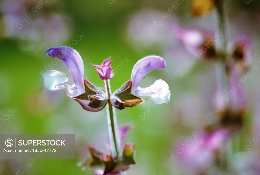 Salvia sclarea var turkestanica, Sage, Clary sage, Purple subject.