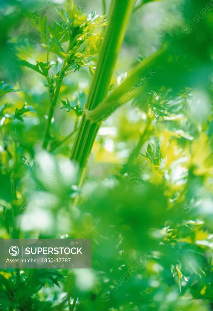 Apium graveolens, Celery, Green subject.