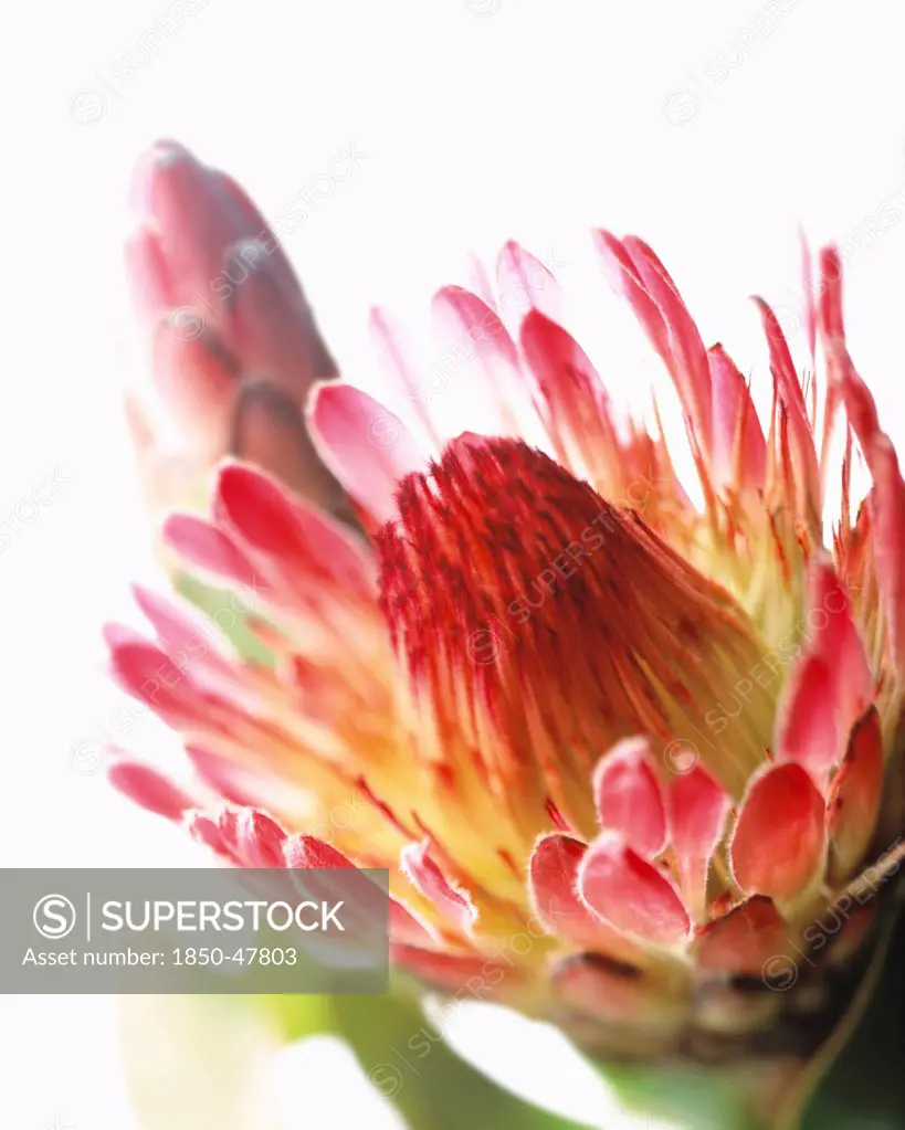 Protea cultivar, Protea, Pink subject, White background.