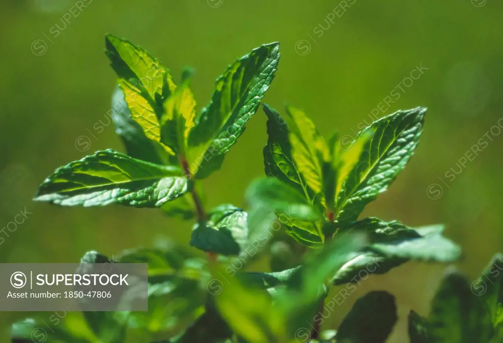 Mentha spicata, Mint, Spearmint, Green subject, Green background.