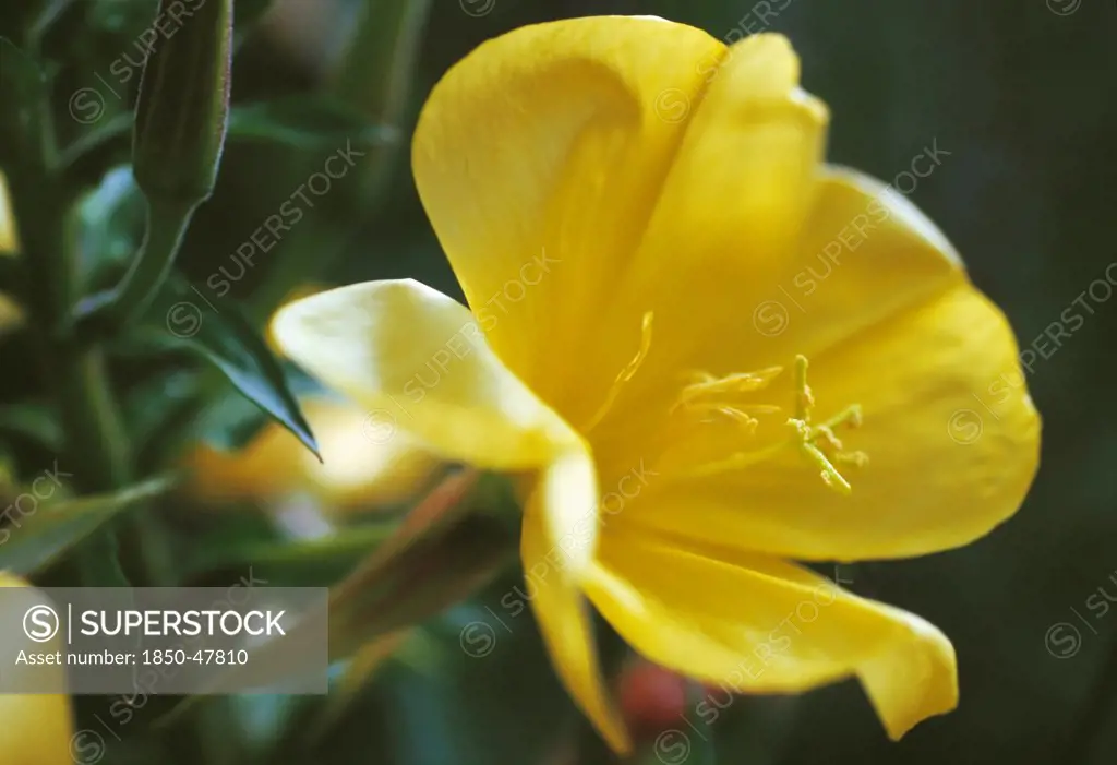 Oenothera biennis, Evening primrose, Yellow subject.