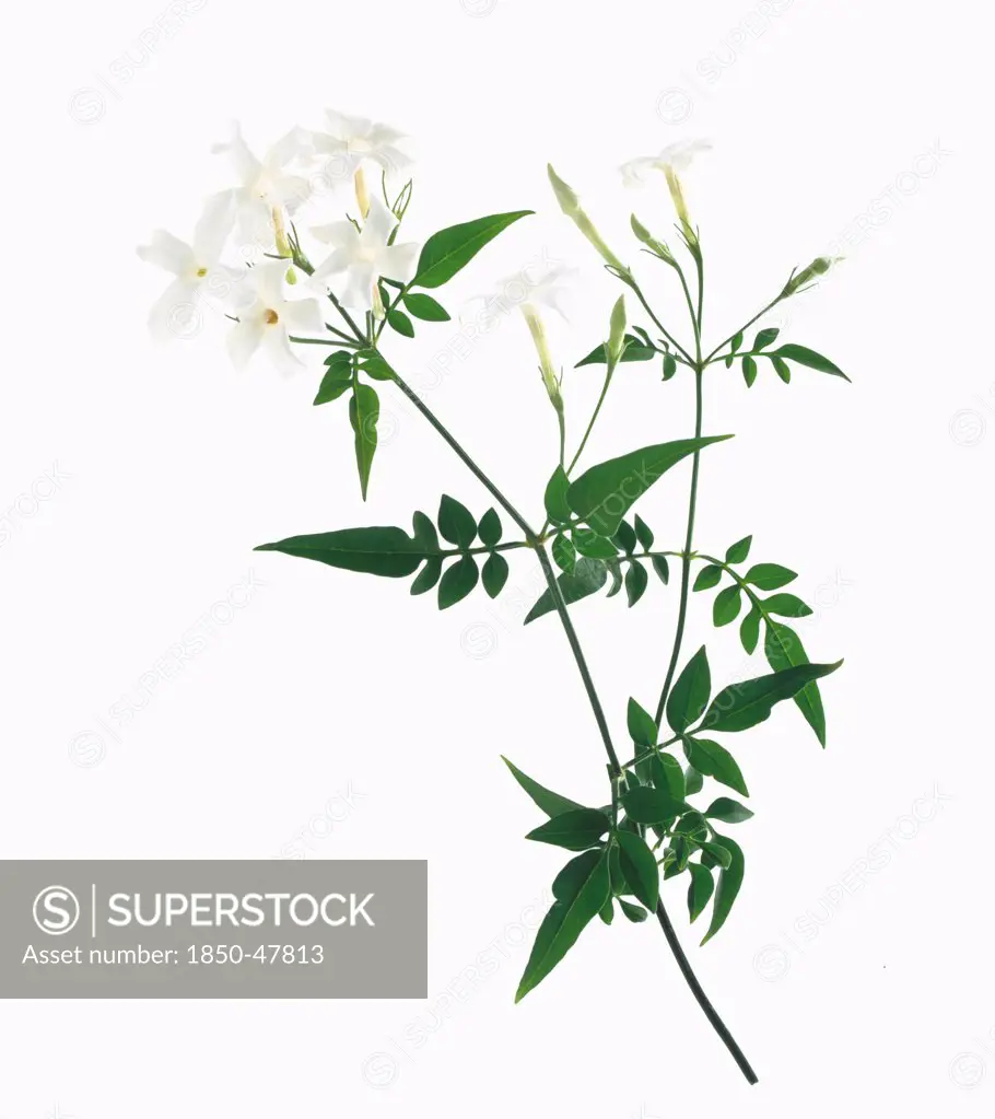 Jasminum cultivar, Jasmine, White subject, White background.