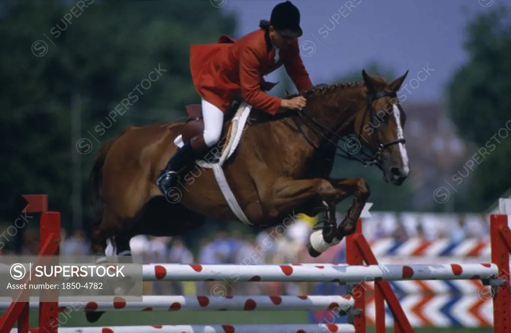 Sport ,  Equestrian,  Show Jumping, Male Show Jumper