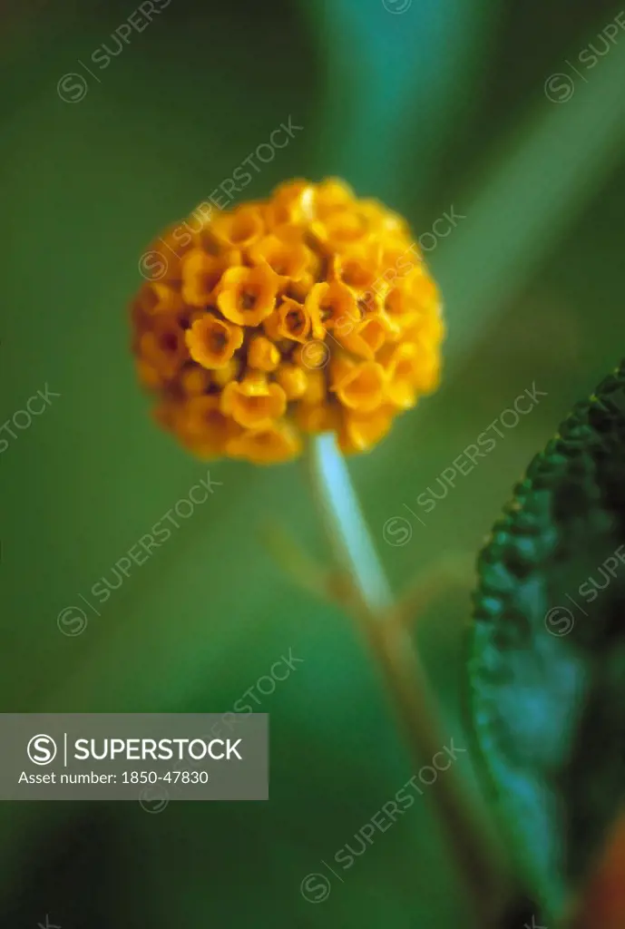 Buddleja globosa, Buddleja, Orange subject, Green background.