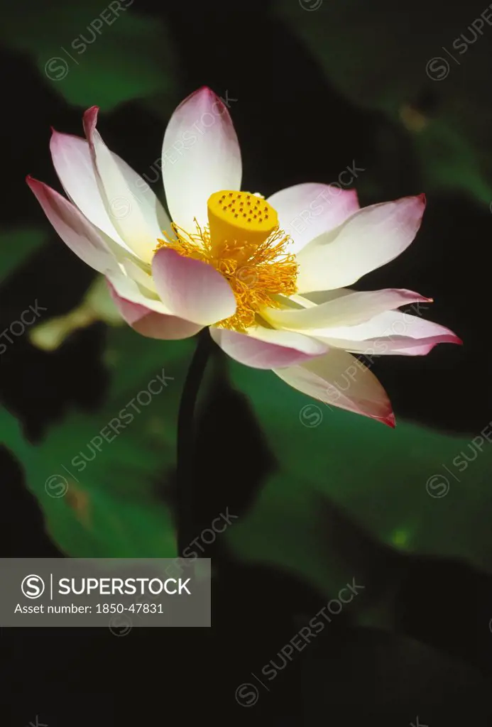 Nelumbo nucifera, Lotus, Sacred lotus, Pink subject.