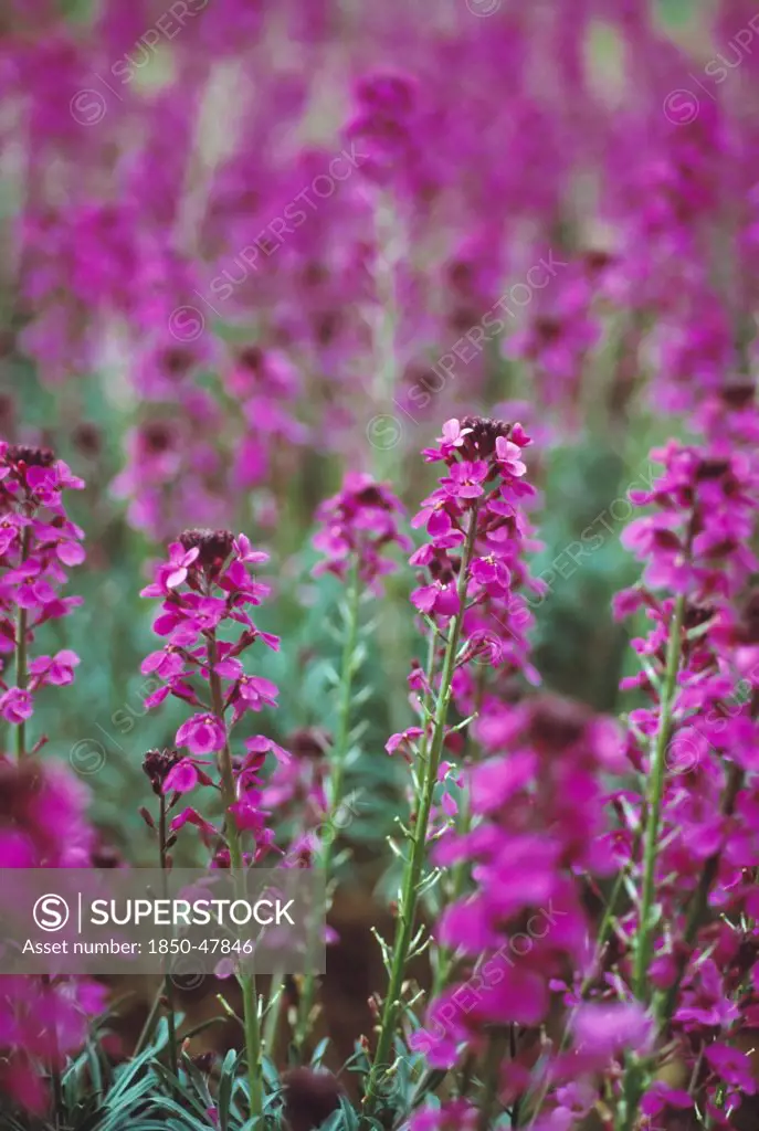 Erysimum 'Bowles Mauve', Wallflower, Perennial wallflower, Purple subject.