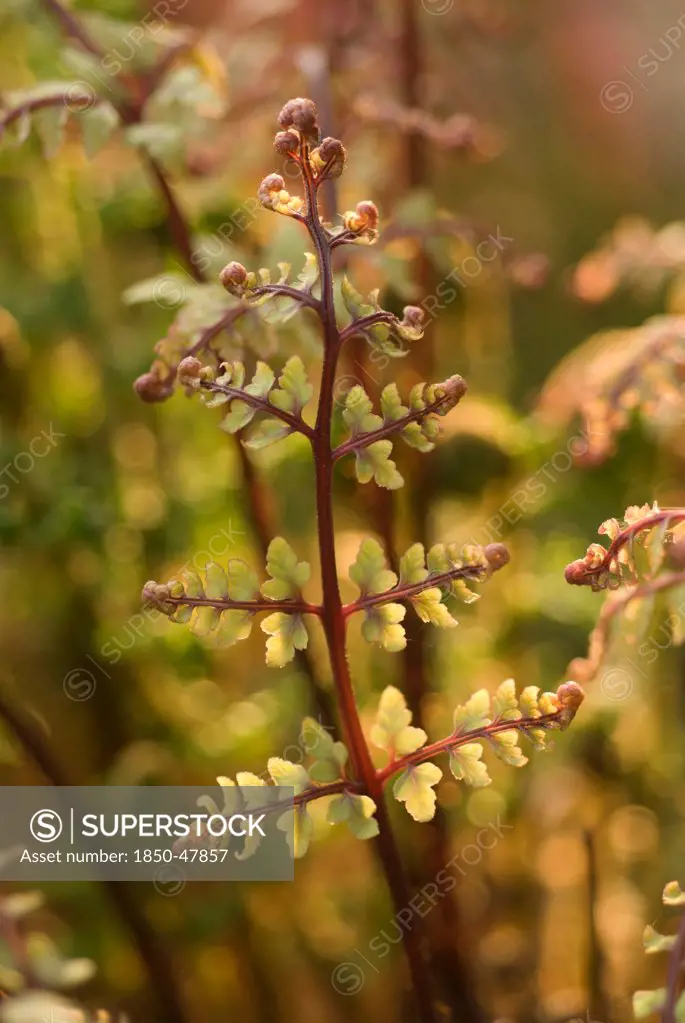 Athyrium filix-femina subs. angustum f. rubellum 'Lady in Red' , Fern, Red lady fern, Green subject.