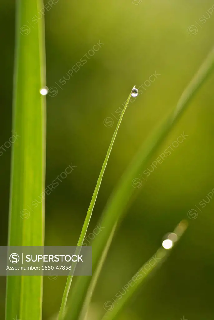 Grass cultivar, Grass, Green subject, Green background.