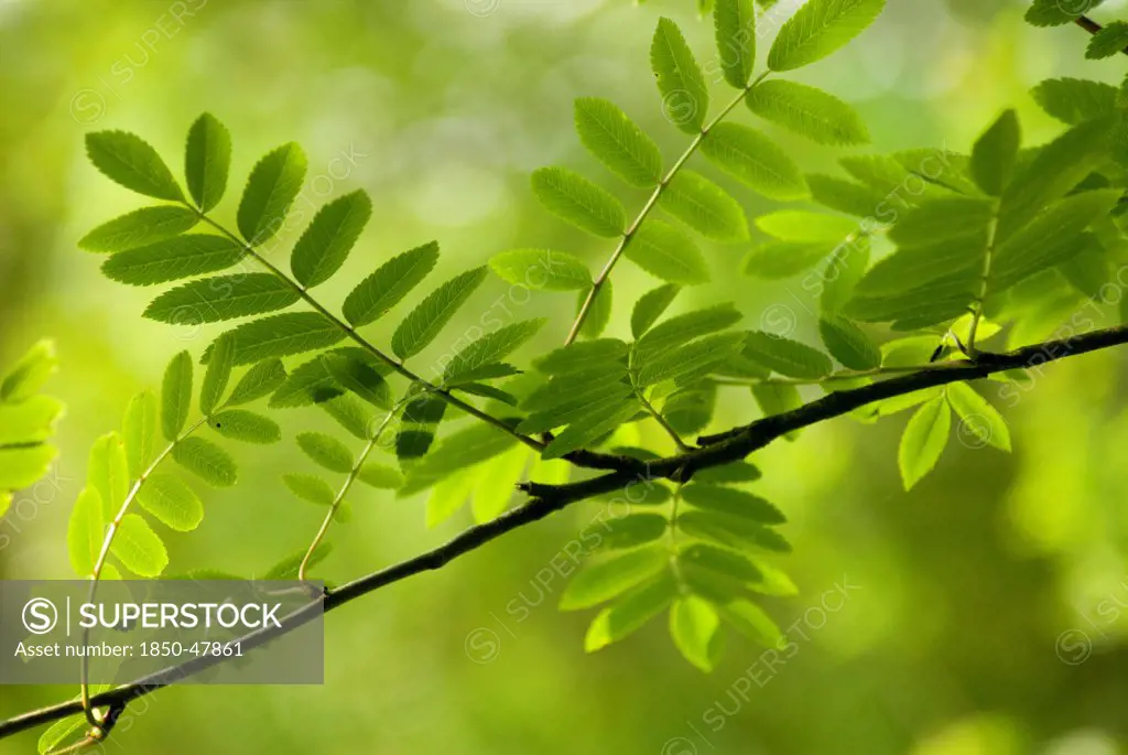 Sorbus aucuparia, Rowan, Green subject, Green background.