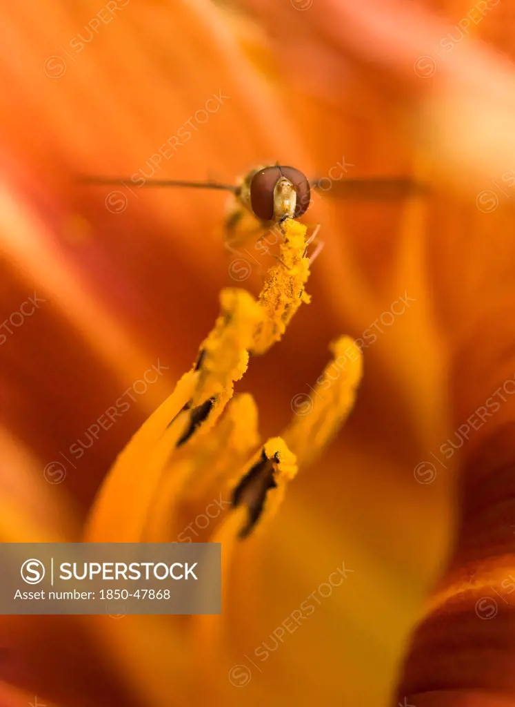 Hemerocallis fulva, Lily, Daylily orange, Orange subject.