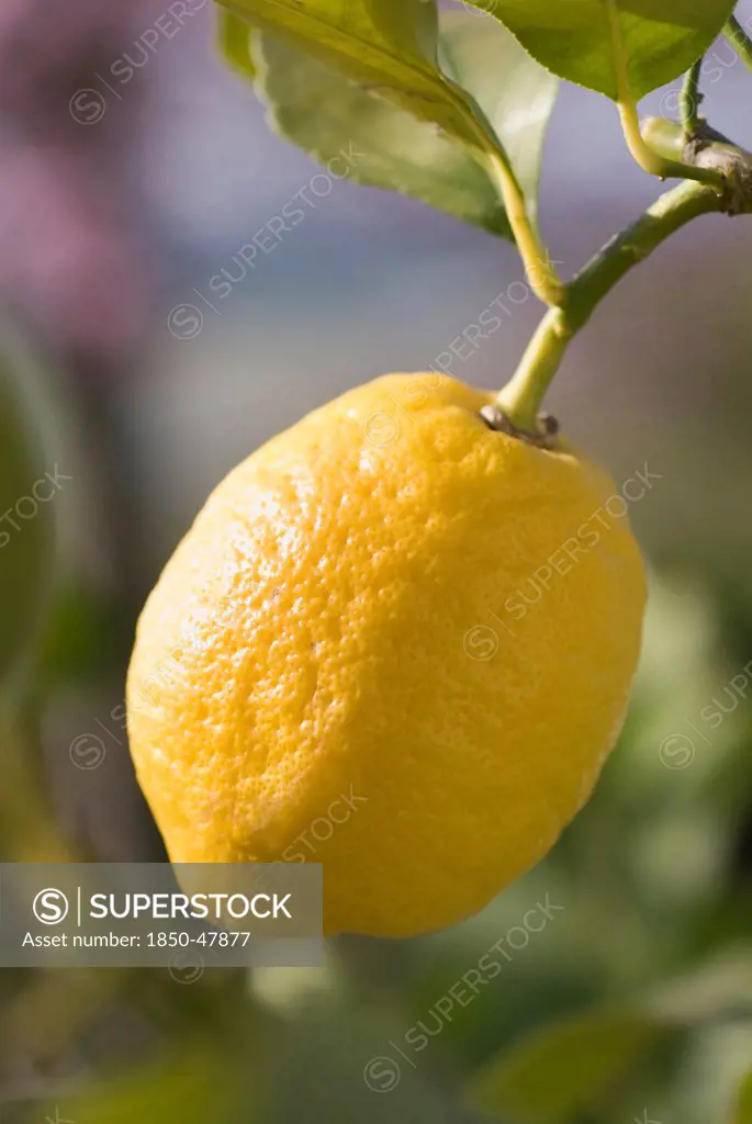 Citrus limon, Lemon, Yellow subject.