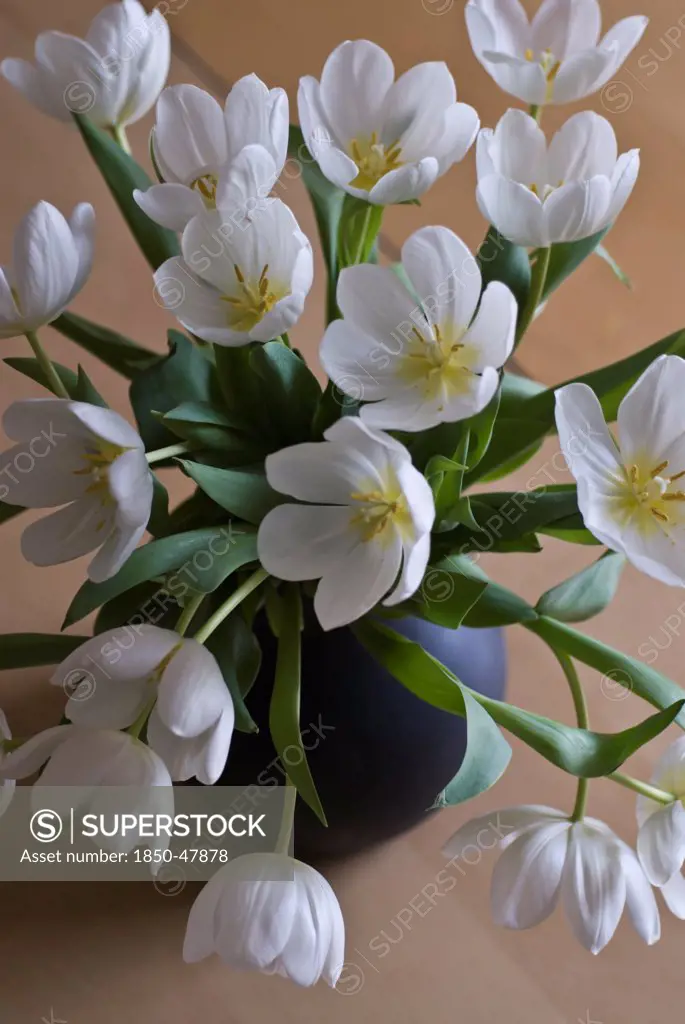 Tulipa cultivar, Tulip, White subject.