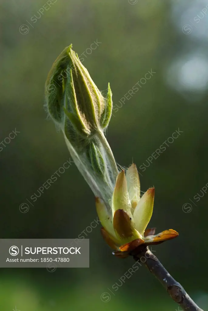 Aesculus hippocastanum, Horse chestnut, Green subject.