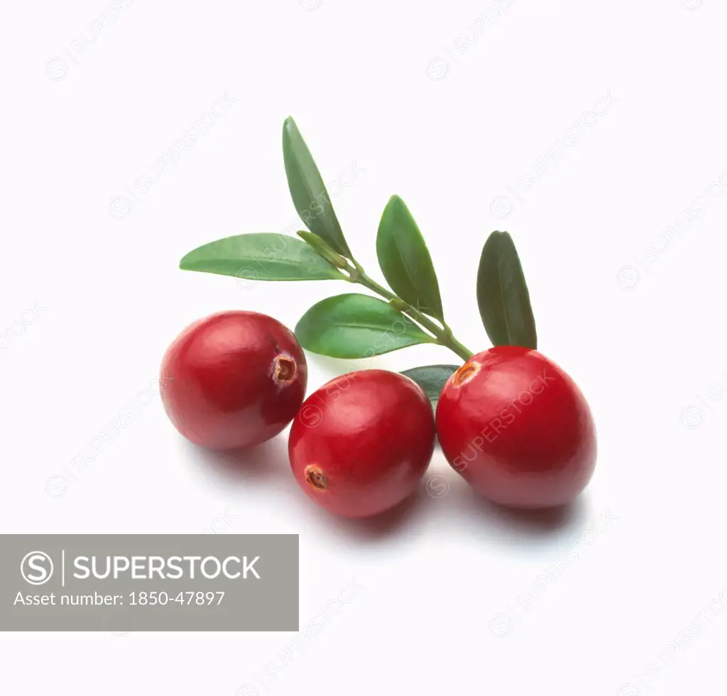 Vaccinium oxycoccos, Cranberry, Red subject, White background.