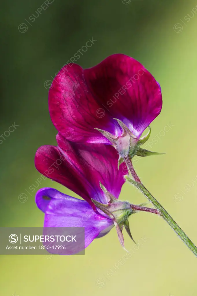 Lathyrus odoratus 'Cupani', Sweet pea, Purple subject, Green background.