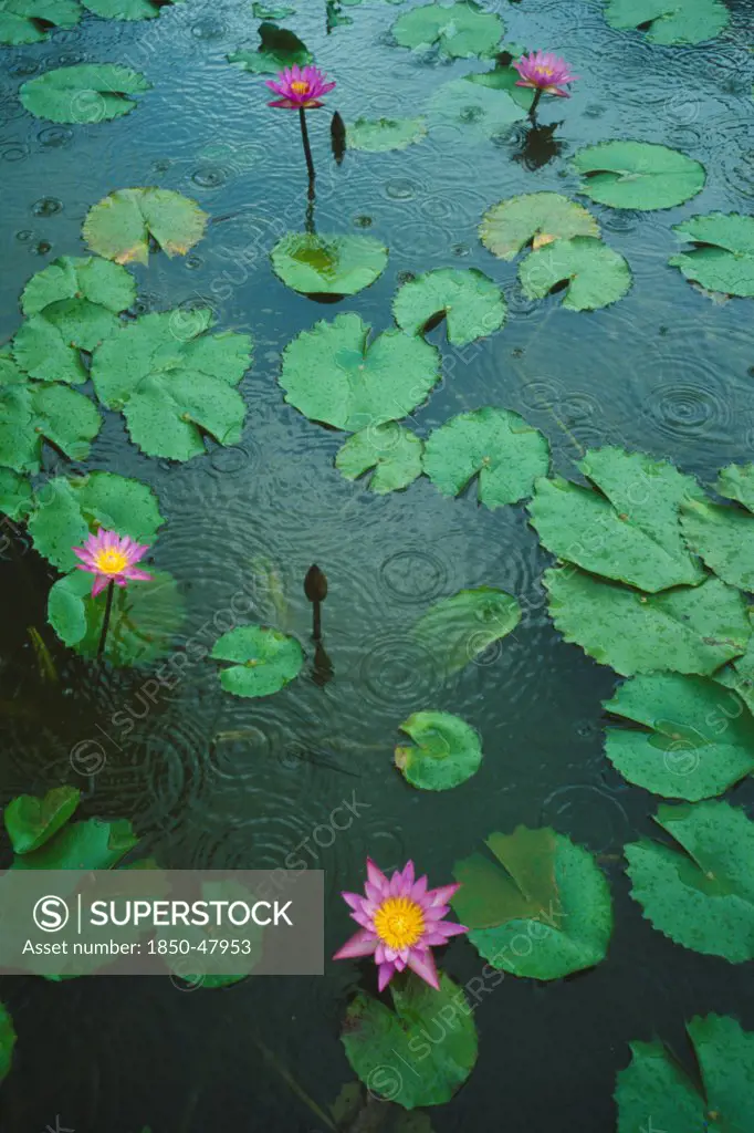 Nymphaea cultivar, Water lily, Pink subject.
