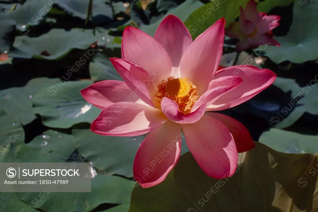 Nelumbo nucifera, Lotus, Sacred lotus, Pink subject.