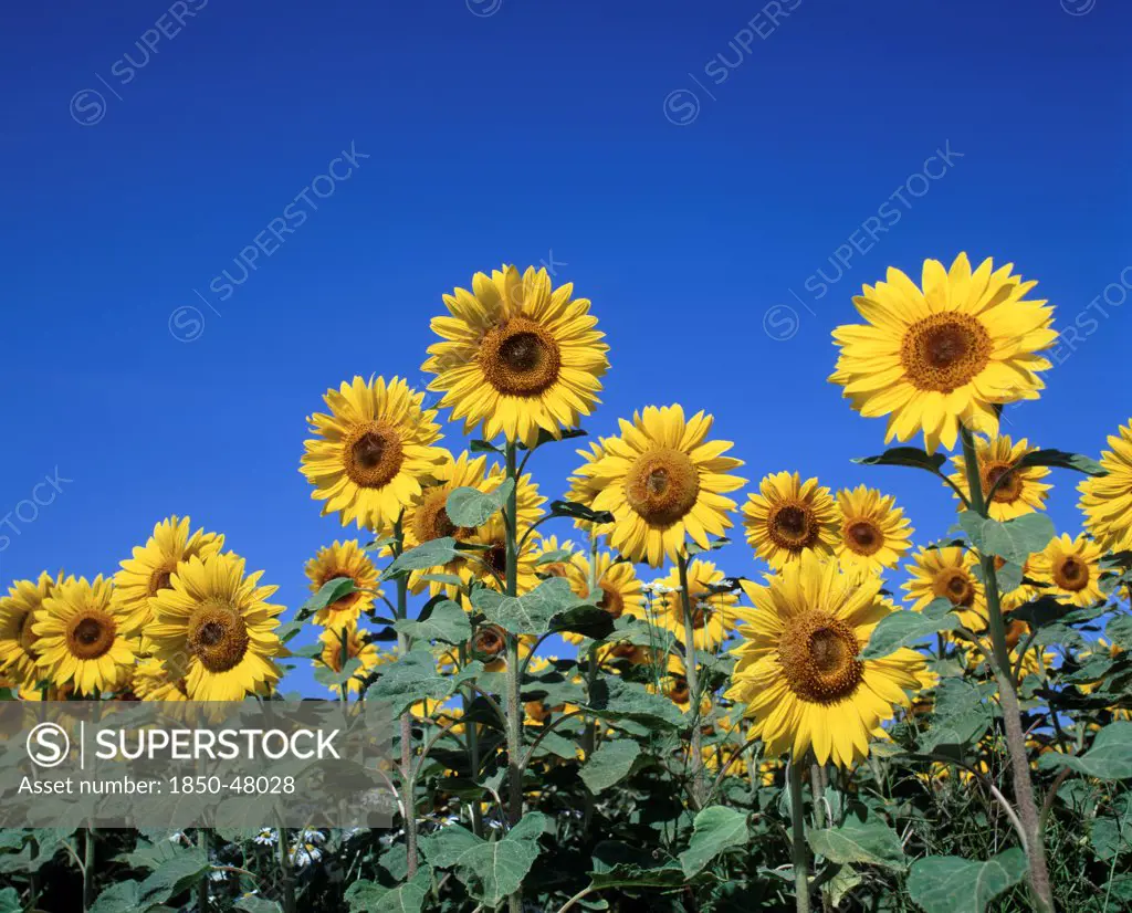 Helianthus annuus, Sunflower, Yellow subject, Blue background.