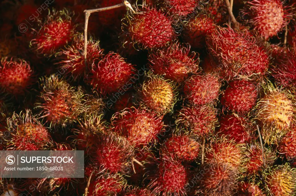 Nephelium Lappaceum, Rambutan, Red subject.