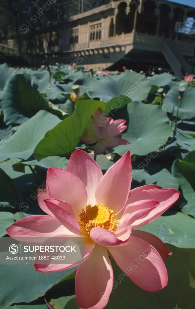 Nelumbo nucifera, Lotus, Sacred lotus, Pink subject.