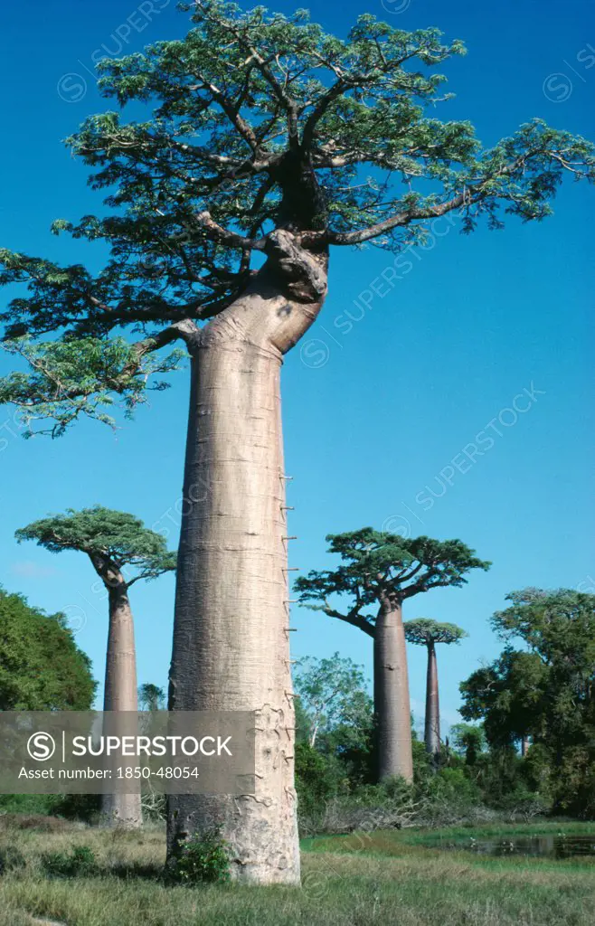 Adansonia digitata, Baobab, Green subject.