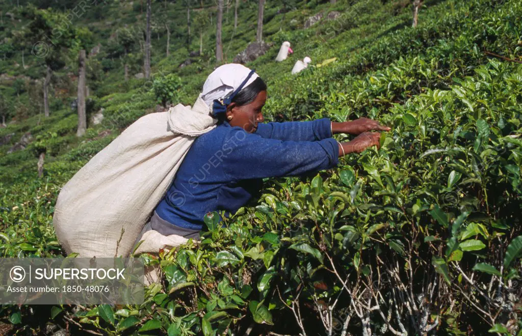 Camellia sinensis, Tea plant, Green subject.