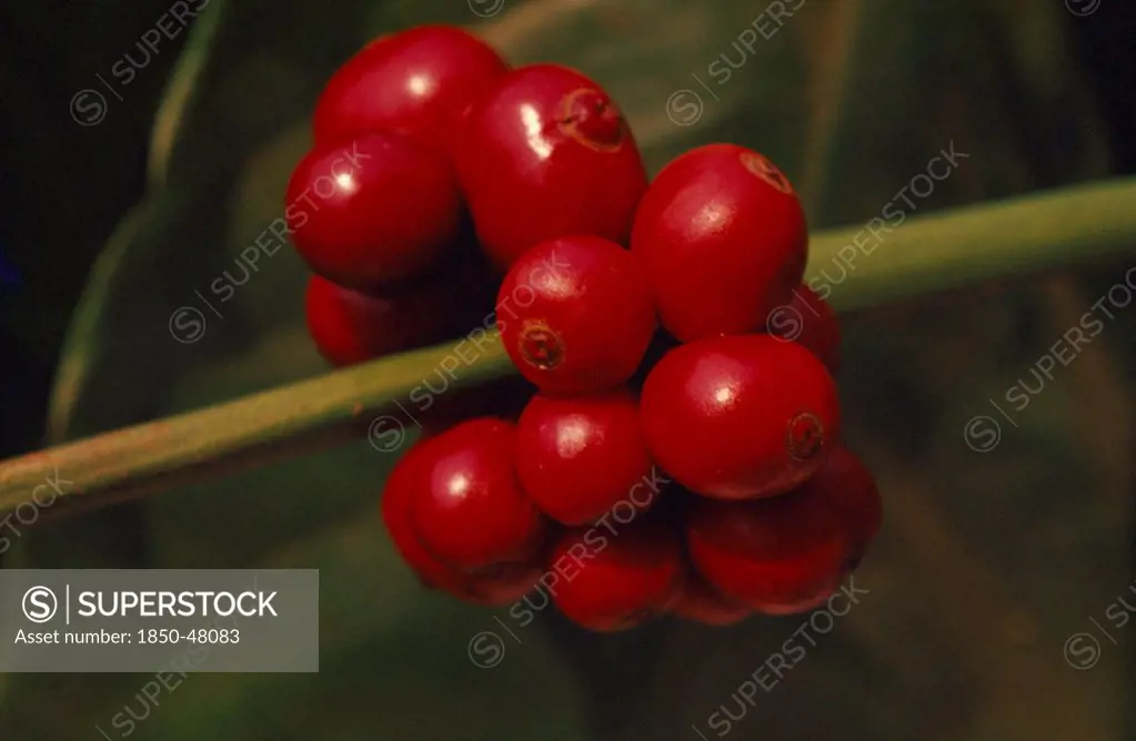 Coffea arabica, Coffee, Red subject.