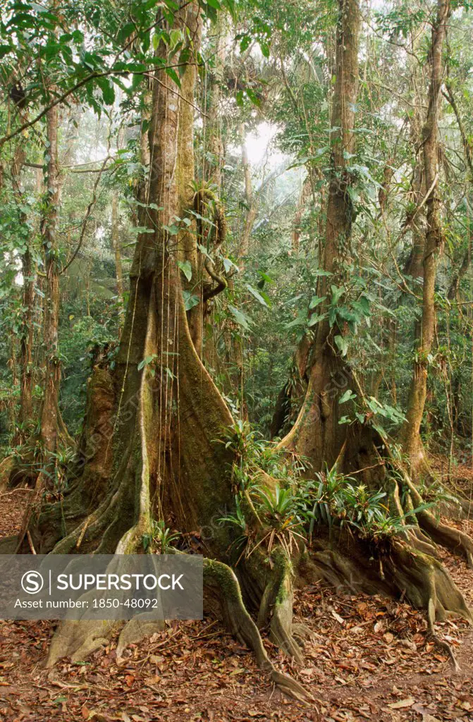Pterocarpus officinalis, Dragonsblood Tree, Green subject.