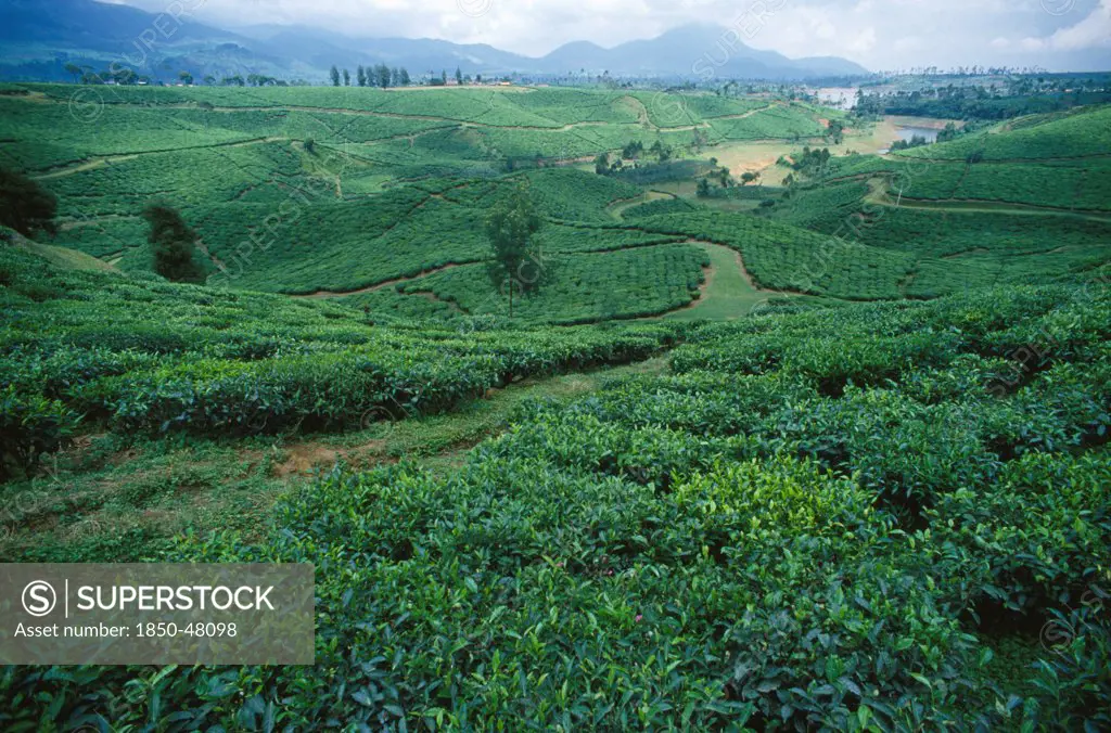 Camellia sinensis, Tea plant, Green subject.