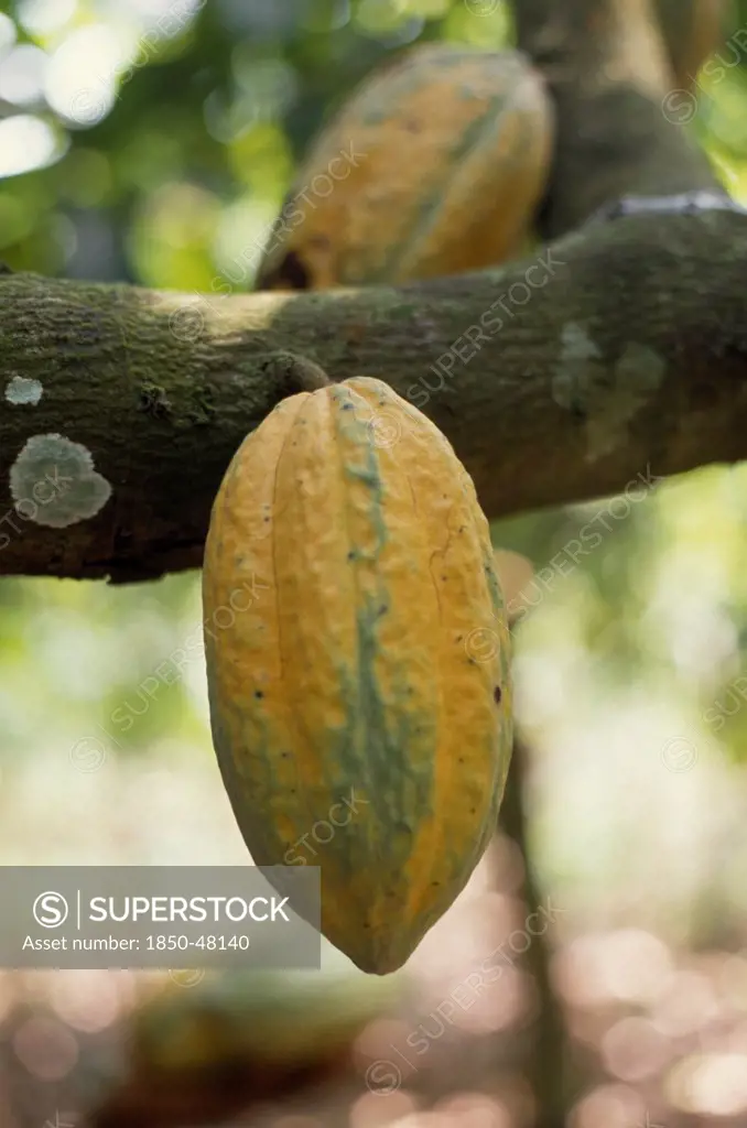 Theobroma cacao, Cocoa bean, Yellow subject.