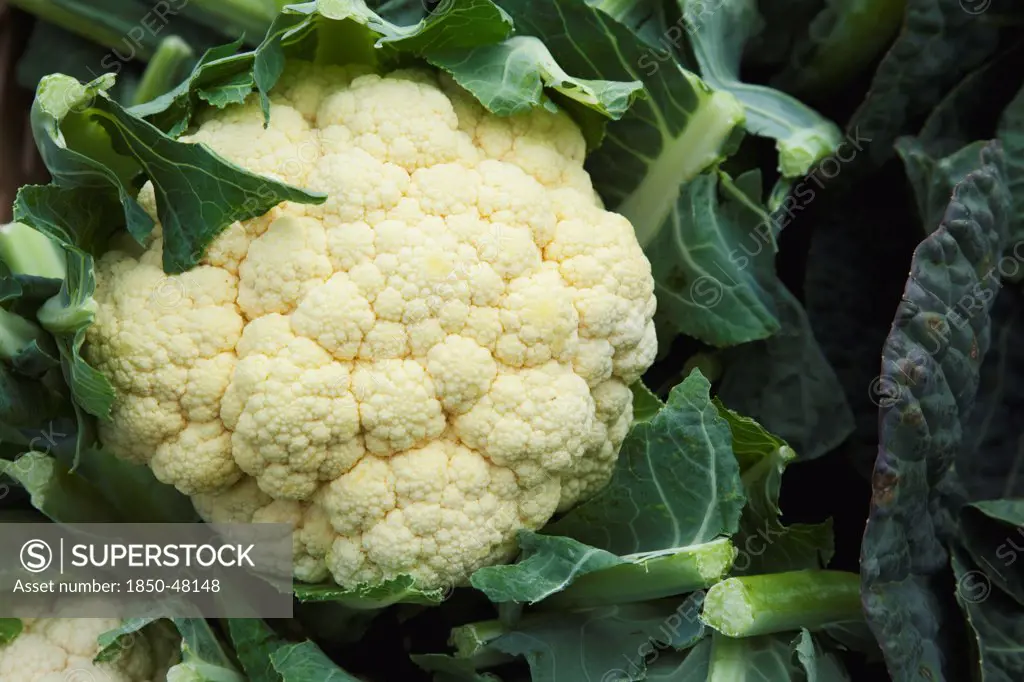 Brassica oleracea botrytis, Cauliflower, White subject.
