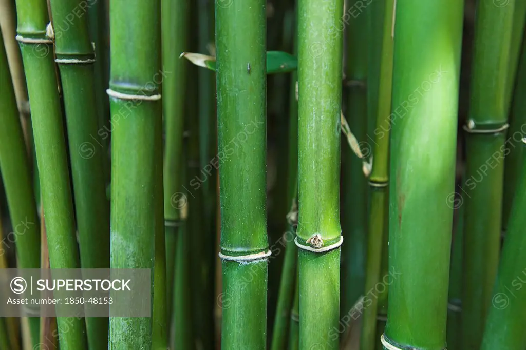 Semiarundinaria Fastuosa, Narihira bamboo, Green subject.