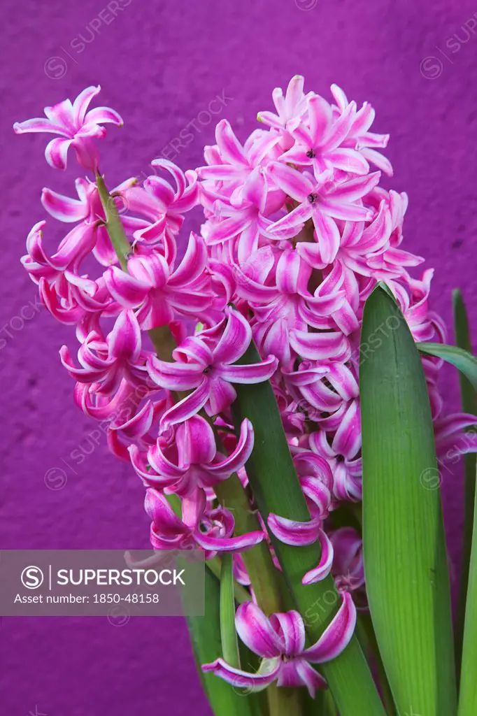 Hyacinthus cultivar, Hyacinth, Pink subject, Purple background.