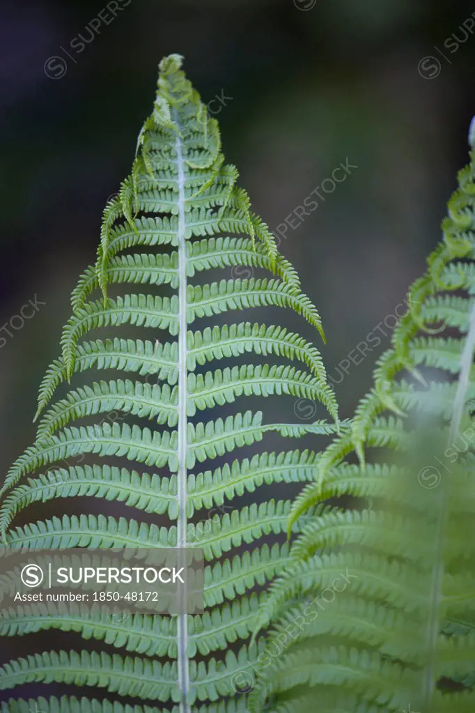 Dryopteris filix-mas, Fern, Male fern, Green subject.