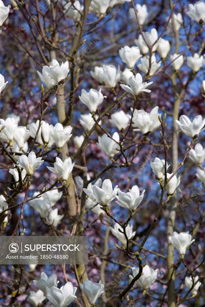 Magnolia x soulangeana 'Alba Superba', Magnolia, White subject.