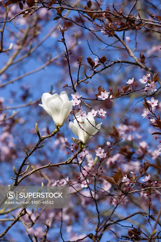 Magnolia x soulangeana 'Alba Superba', Magnolia, White subject.