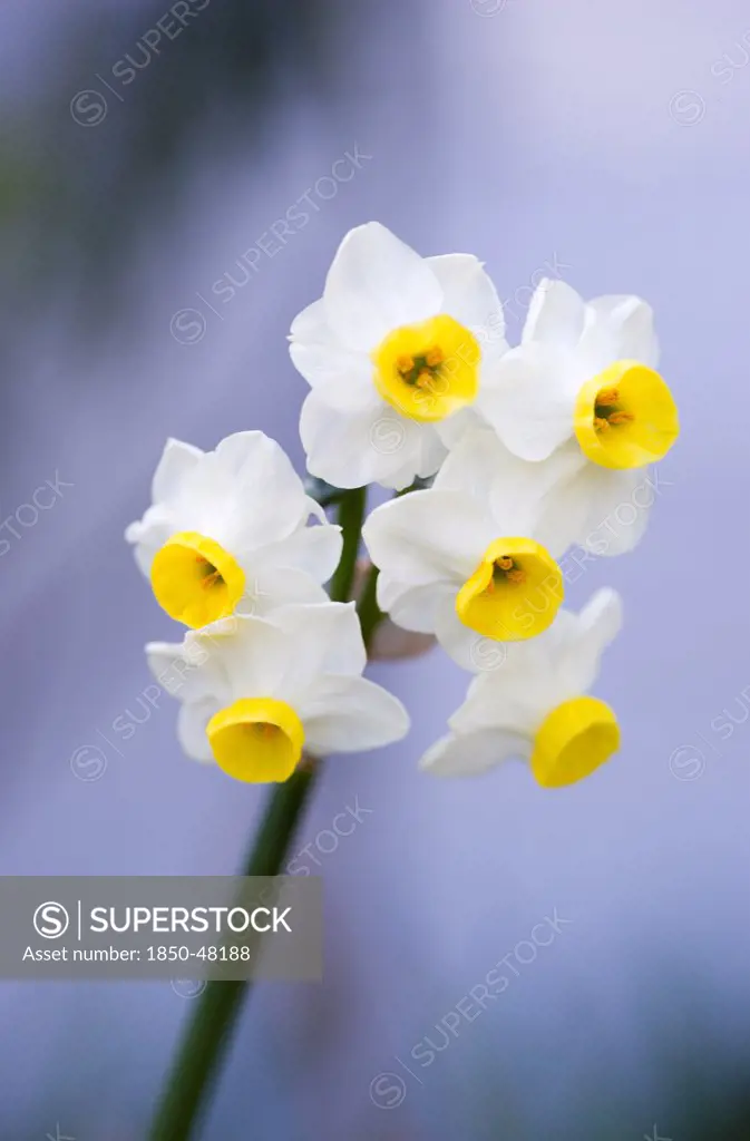 Narcissus cultivar, Narcissus, White subject, Grey background.