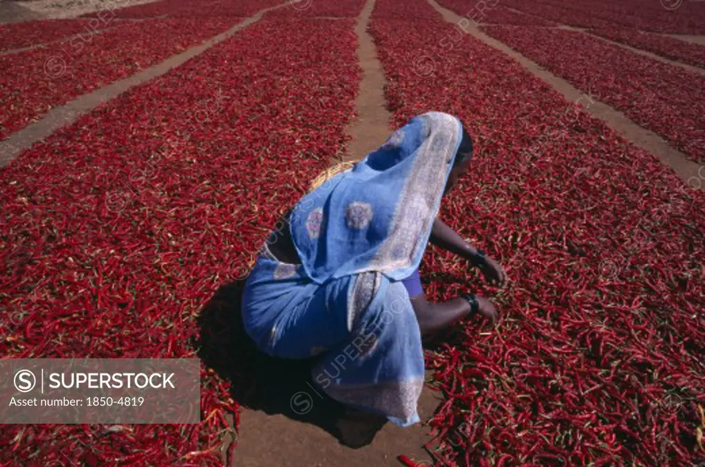 India, Karnataka, Agriculture, Woman Crouching To Check Red Chillies Spread Out To Dry On Ground.