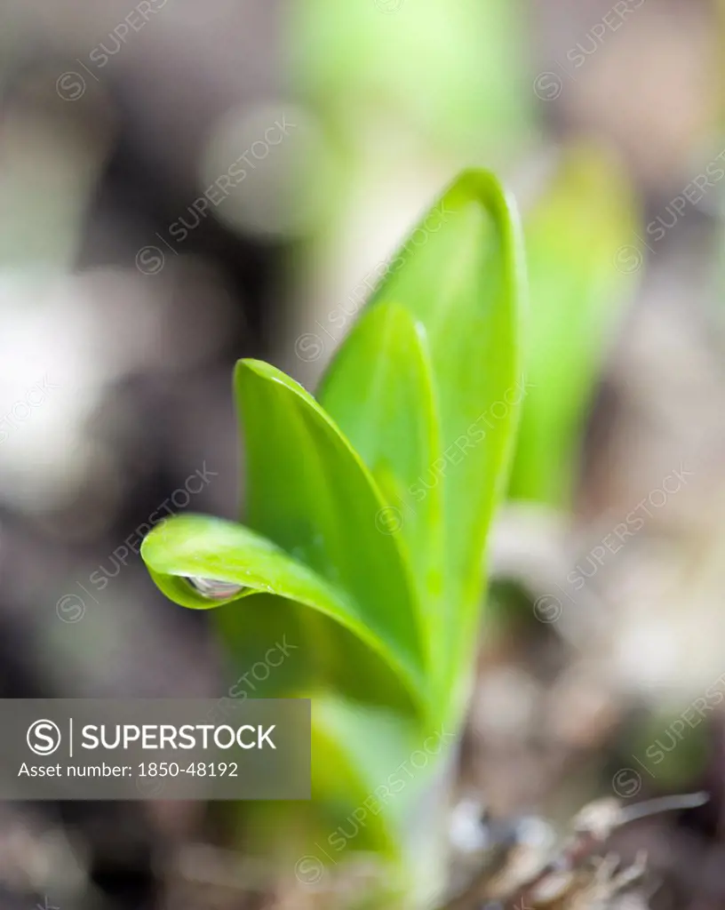Agapanthus cultivar, Agapanthus, Green subject.