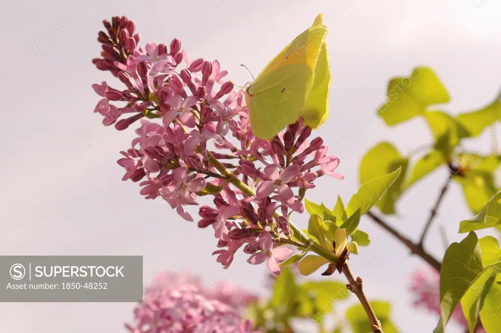 Syringa vulgaris, Lilac, Purple subject.