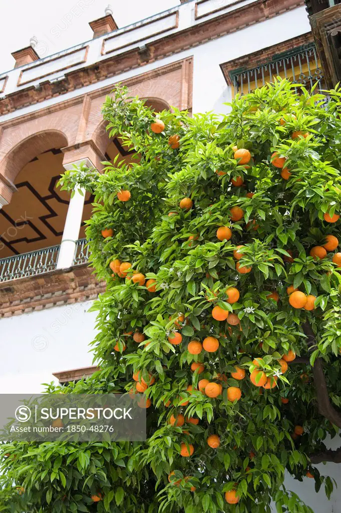 Citrus sinensis, Orange, Orange subject.