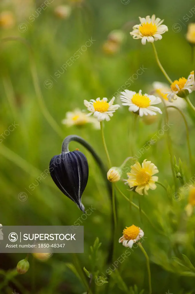 Clematis cultivar, Clematis, Black subject.