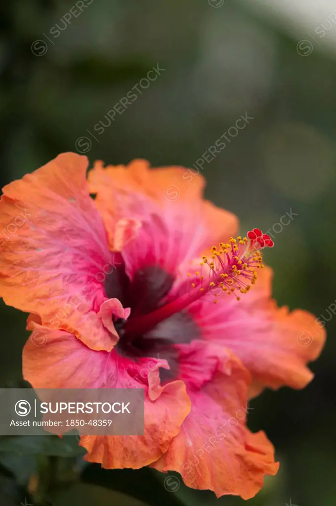 Hibiscus cultivar, Hibiscus, Orange subject.