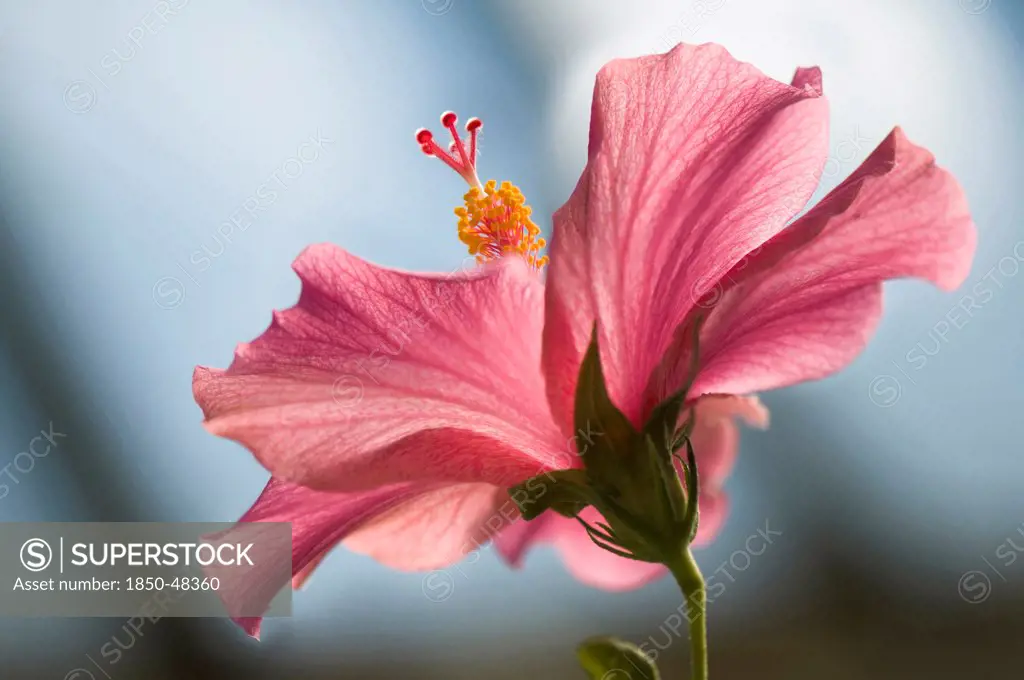 Hibiscus cultivar, Hibiscus, Pink subject.