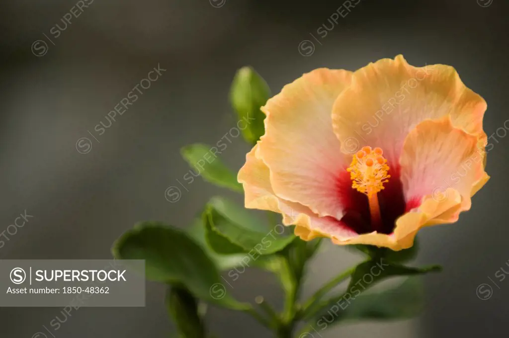 Hibiscus cultivar, Hibiscus, Orange subject.