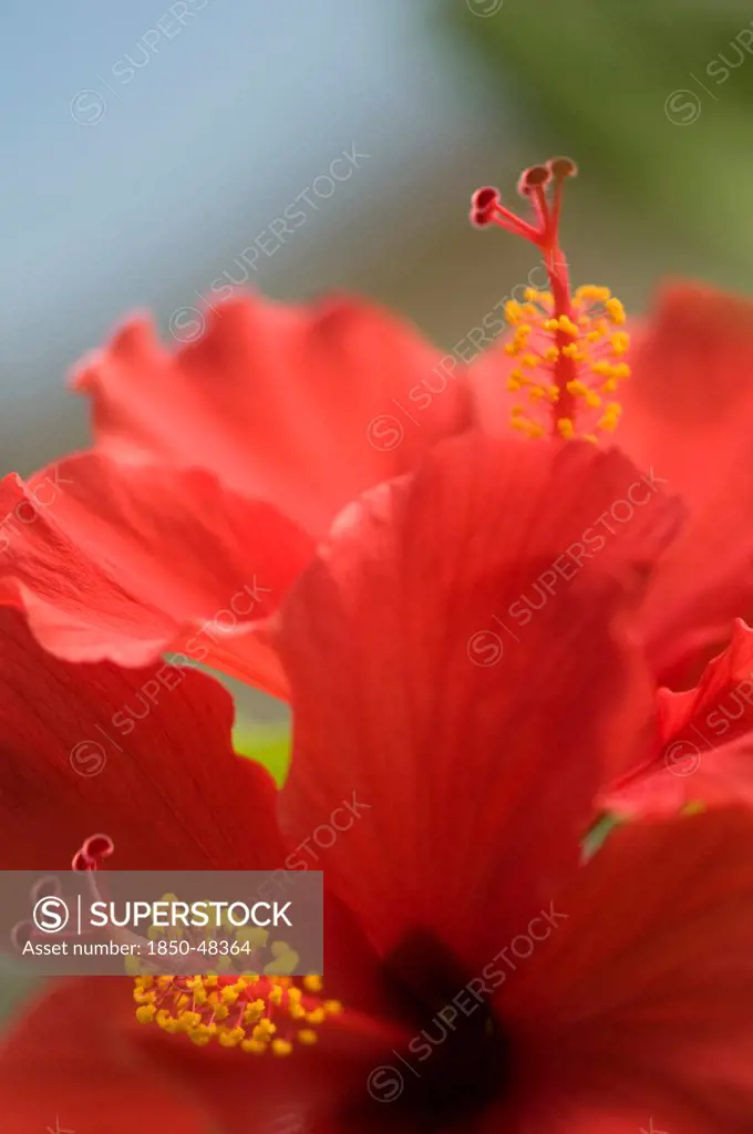 Hibiscus rosa-sinensis, Hibiscus, Red subject.