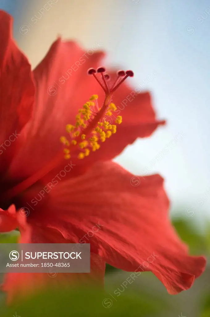 Hibiscus rosa-sinensis, Hibiscus, Red subject.