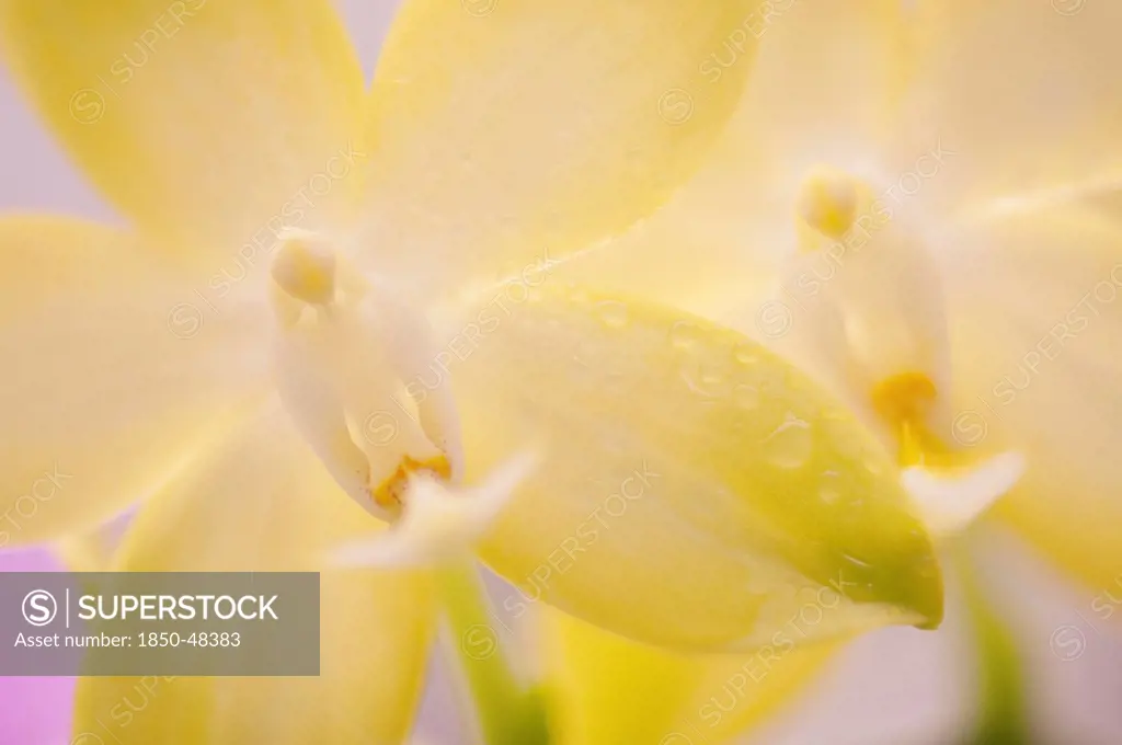 Orchid cultivar, Orchid, Yellow subject.