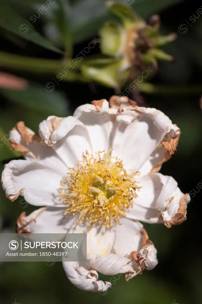 Paeonia cultivar, Peony, White subject.